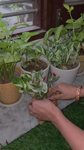 pothos plant propagation#shorts#pothosplant#plantpropagation#gardening