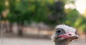 1 an isolated ostrich head with large eyes and a red beak