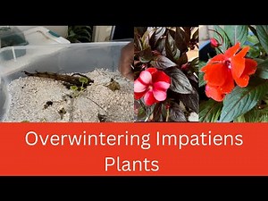 Overwintering Plants and Impatiens with two Methods | How to Overwinter Impatiens Plant|
