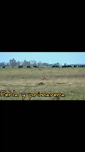 The Pakistani Greyhound catching rabbit 🐇🐇🐇 | Peshawar KPK Greyhund Tazzi Dogs and sallers