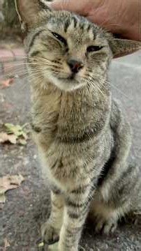 嬉しそうな笑顔で甘えてくれる可愛い猫ニャッツ #Shorts