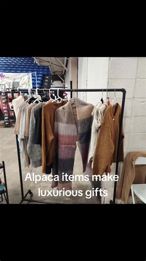 Salt_Creek_Alpacas (@salt_creek_alpaca)’s videos with Christmas Pop - WavebeatsMusic