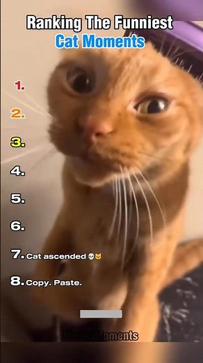 Ranking Funniest Cats Moments #shorts