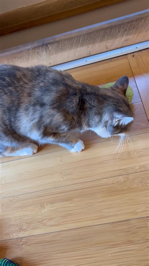 If I ever doubt that Lil Egg is loved by the Lil Eggheads, I get reminded how loved she is. Lil Egg got a package today full of toys. Not all of them are in this video. One is charging and I’ll be curious to see if she has a favorite. This is one spoiled loved Egg. Thank you so much Lisa! You’re a doll and so thoughtful and generous. | Cadbury Egg's Adventures