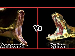 Anaconda vs python || Python vs Anaconda || who would win between Anaconda vs python ?
