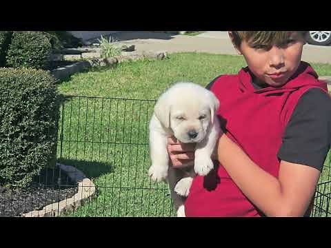 Labrador Puppies 6 weeks old