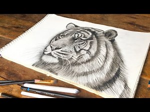 How to Draw a Tiger Sketch with Pencil | Step-by-Step