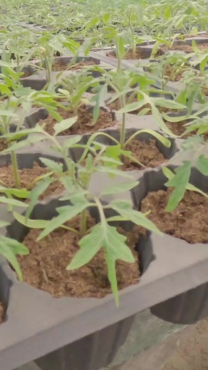 Protecția naturală împotriva dăunătorilor: Insecticidul ecologic din ulei de neem #gradina #rasaduri #legumes