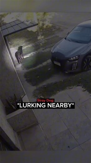 When a Stray Dog Sneaks Into a Family’s Home…