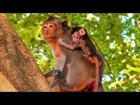 Monkey Momy left new baby at the back & has no attention to hold newborn baby firmly