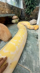 Happy Sunday everyone! #petlovers #lifestyle #fbreelsfypシ゚#python | Monica Ortiz Heeger