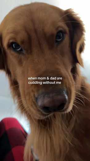 HOW DARE THEY 😡 #dogsoftiktokviral #goldenretriever #clingydog #spongebobsquarepants