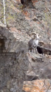 221K views · 75K reactions | Double Vision @yukonwildlifepreserve...