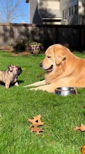 Small Puppy, Big Attitude! Golden Retriever Plays With Gentle Paw Taps