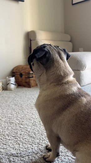 Pug ASMR: Adorable Dog Moments You Can't Miss