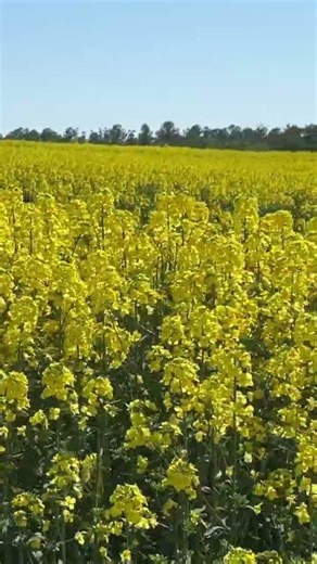 北海道滝川市の「菜の花畑」Canola Flowers Blooming on the Hills ,Takikawa City, Hokkaido. #北海道 #hokkaido