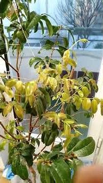 Brasilianische Baumstammkirschen - Unbekannte Obstpflanzen #tropicalfruittrees