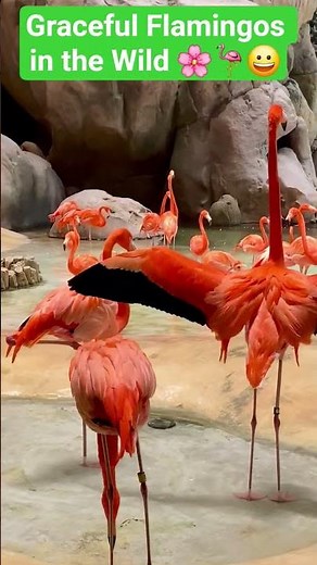 Graceful Flamingos in the Wild 🌸🦩 #Shorts