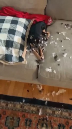 I just... want to.. cry.... (ig sydneyarmour) #fy #fyp #foryou #foryoupage #dog #doggo #dogsoftiktok #naughtydog #baddog #messydog