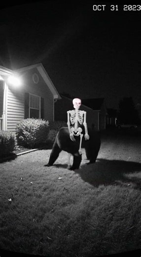 Bear Gets Angry After Being Scared Multiple Times – Funny Video