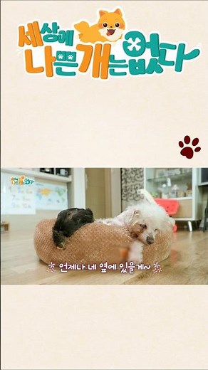 국경을 초월한 우정 병아리❤️강아지 #세상에나쁜개는없다 #세나개다시보기