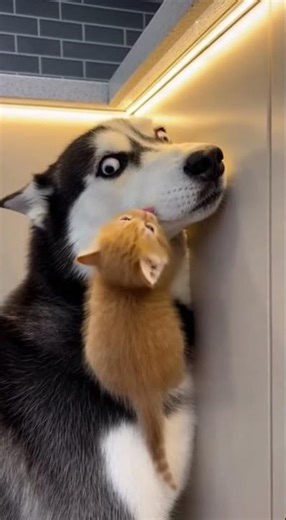 Husky vs Kitten Rampage Frantic：🐾🔥 Neck-Dig, Eyes Wide And Fur-Flying Mayhem