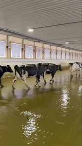 Heading to the rotary parlor. This automated system keeps the milking process smooth and stress free for the cows. | County Line Dairy