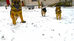 10K views · 636 reactions | Some Seeing Snow for the First Time - German Shepherd intelligence Rare Deep South Snow provides us with something to smile at. A whole bunch of shepherds seeing snow for the first time, EVER! | Misfit Shepherds | Facebook