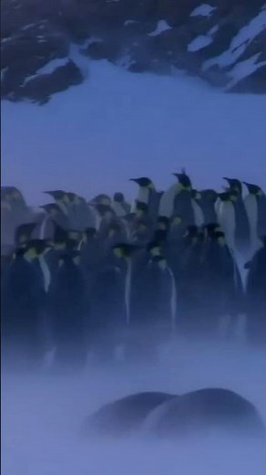 Hidup di Suhu -60°C! Perjuangan Penguin Emperor