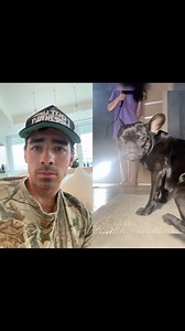 3K views · 123 reactions | @JoeJonas on TikTok: #pet ok chill bro #JoeJonas #Jonas #JonasBrothers | Follow @jonasdailynews_ for more. | Jonas Brothers Daily News | Facebook