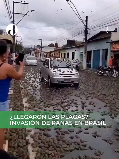 ¿Se viene las #plagas? #brasil se vio infestado por una invasión de #ranas🐸 #animales #naturaleza #plagas
