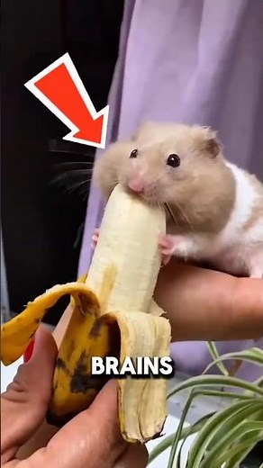 3 HAMSTER Behaviors That Mean Something Else #hamster #animals #pets #shorts