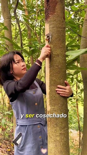 How Cinnamon is Obtained: From Tree to Spice