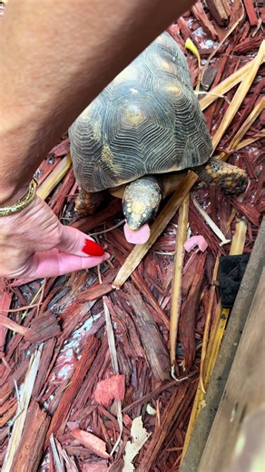 Who knew turtles liked hot dogs?? 🐢