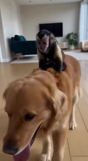 Pet monkey goes for a ride | Media Meadows