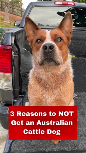 If you’re struggling with yours checkout cattledogacademy.com #cattledog #heeler