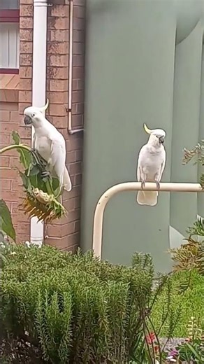 Australian Cockatoo Eating Plants Backyard Wildlife | Cockatoo Feeding Time Amazing Bird