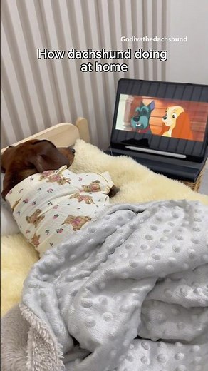 How dachshund doing at home #dogs #dog