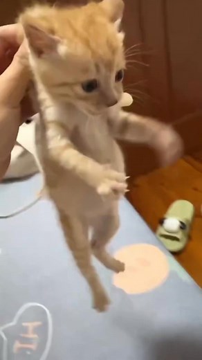 652K views · 10K reactions | :” I can hold food with my hands.”#cat #catsoftiktok #funnycat #funnyvideo #catlovers #kitten | Funny cat 520 | Facebook