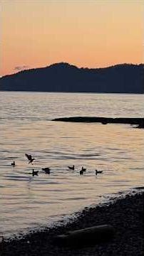 Ocean Calm and Calls