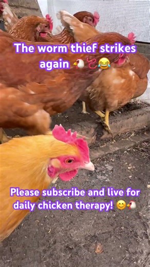 Chicken Finds a Worm… Then Runs Away! 🐔🪱😂 #chickens #viral #trend
