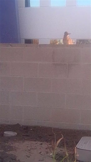 Spotted yesterday. Yes, there is also a coyote in the vicinity but I was not able to get it. | Scott Jackson