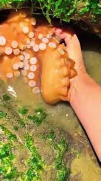 #Hashtags #OceanExploration #UnderwaterLife #DeepSeaFishing #CoralReefs #MarineLife #DivingAdventure