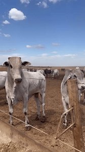 feedlot intensive production system beef cattle. Confined bovine