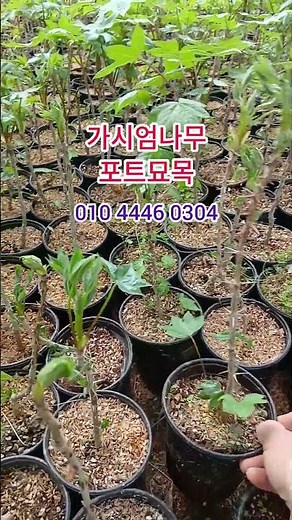 (5천원) #엄나무#가시엄나무#엄나무묘목#민엄아무