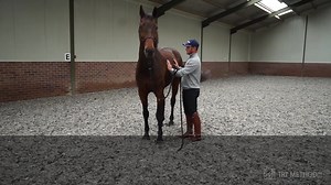 Meet Waldi, a horse that has 'separation anxiety'. But is being alone, when other horses are leaving, is that really the reason why Waldi gets tense? Around 1:50 in the video I explain what I believe is actually causing the insecurities and for Waldi to panic when other horses are leaving. This clip is part of our separation anxiety video series, which is a bonus module of my training program. You can find out more here 👉 https://www.trtmethod.com/specialoffer/ | TRTmethod