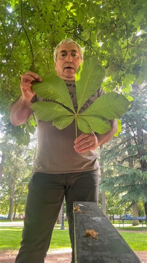 Sabéis que es una hoja digitada?