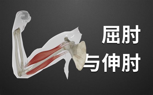 【生物】八年级上 2.1—屈肘与伸肘