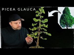 Picea Glauca Spruce: The Ultimate Bonsai Adventure - Daisy White
