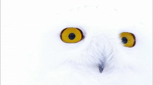 Nature - Magic of the Snowy Owl Preview - Twin Cities PBS